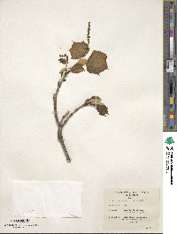 Acer tegmentosum image