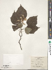 Acer tegmentosum image