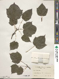 Acer tegmentosum image