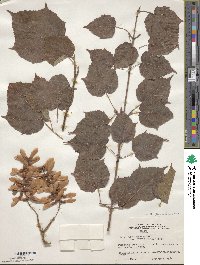 Acer davidii image