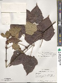 Acer davidii image