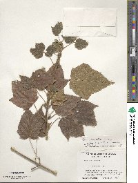 Acer davidii subsp. grosseri image