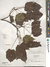 Acer davidii subsp. grosseri image