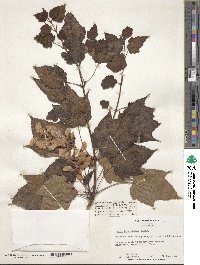 Acer davidii subsp. grosseri image