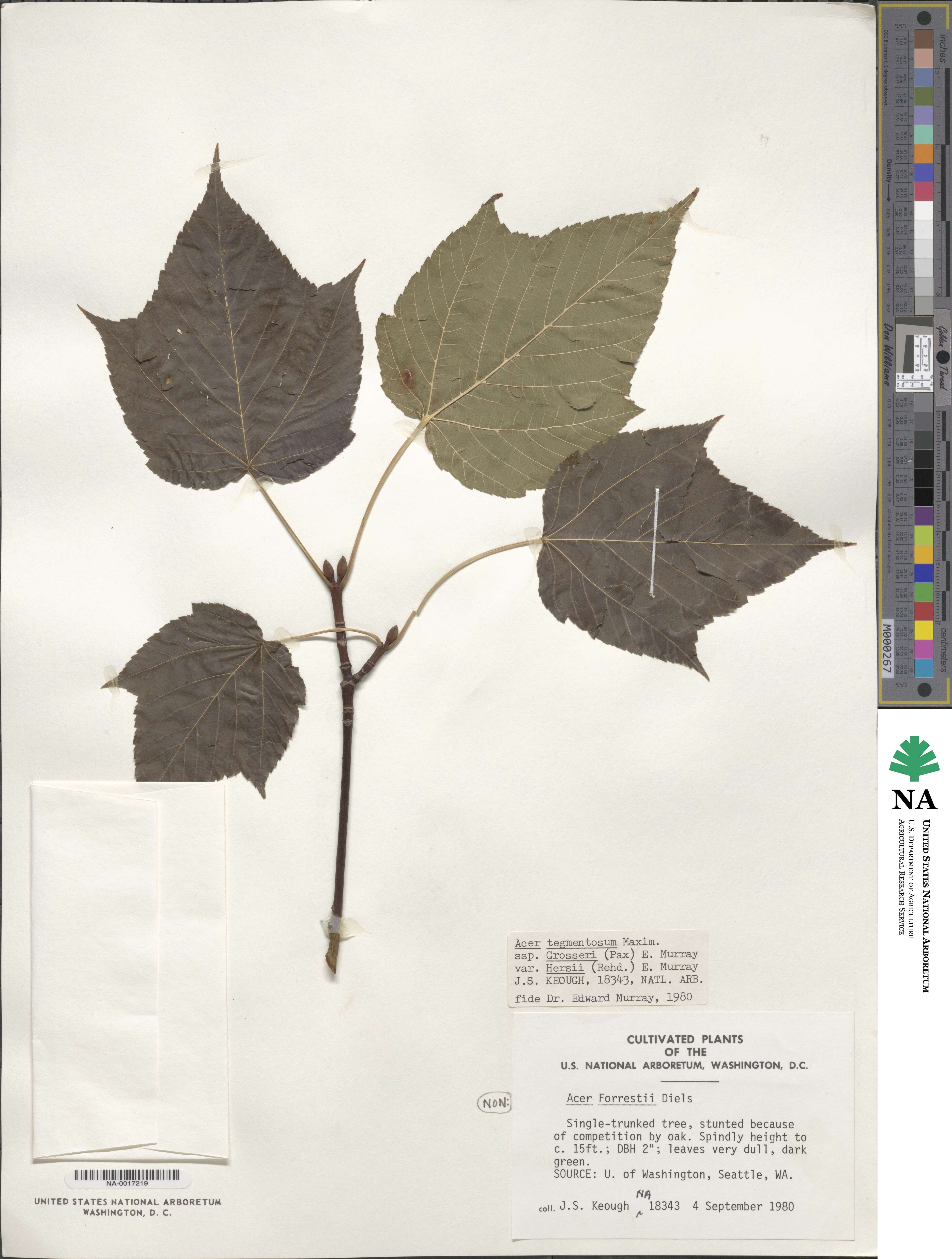 Acer davidii subsp. grosseri image