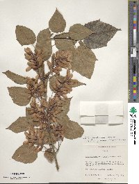 Acer davidii subsp. grosseri image