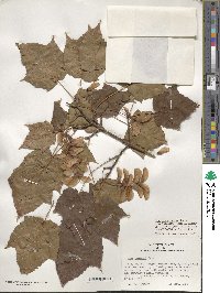 Acer davidii image