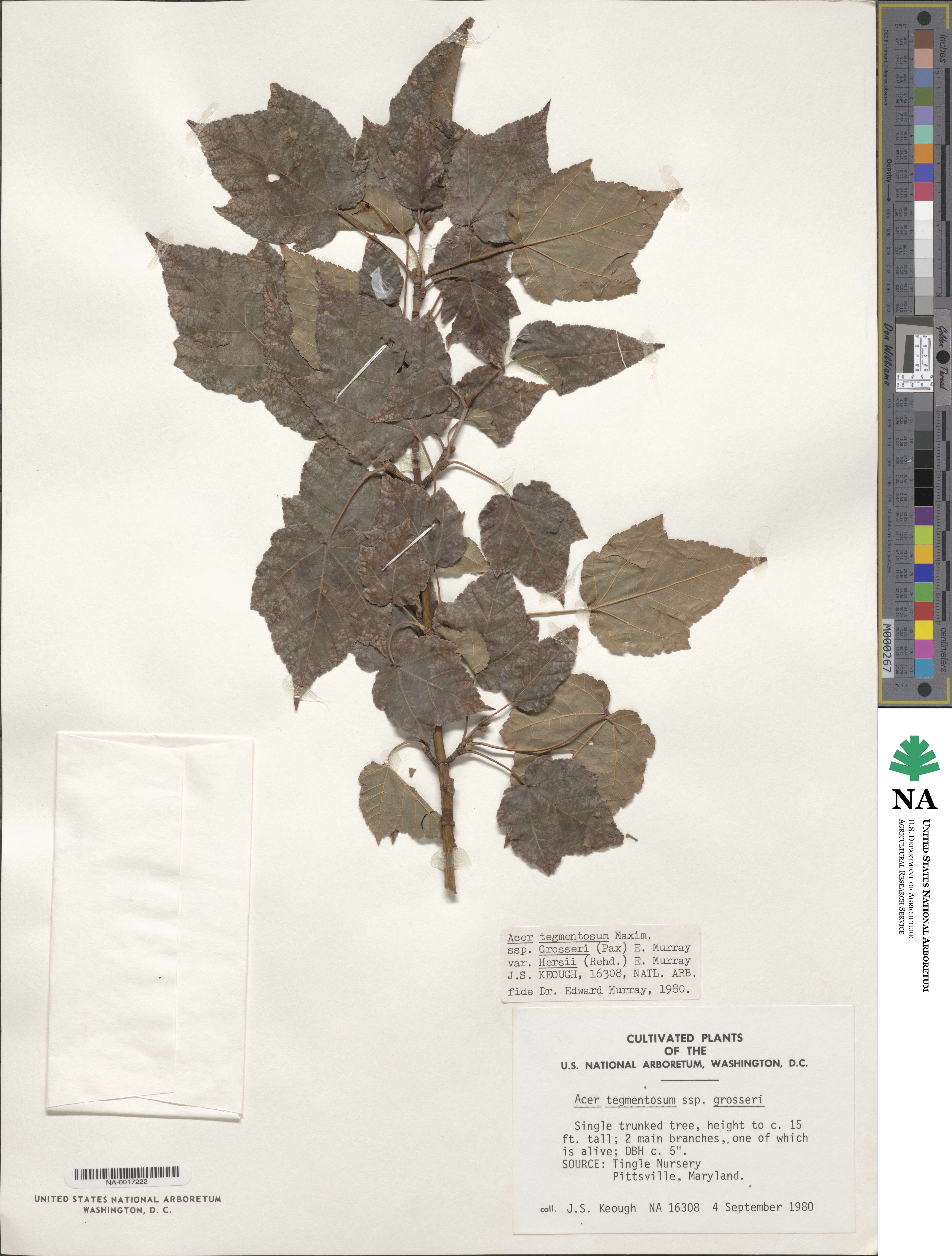 Acer davidii subsp. grosseri image