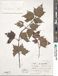 Acer davidii image