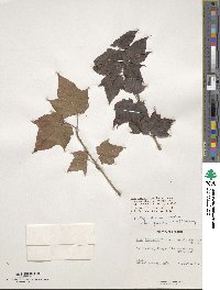 Acer davidii subsp. grosseri image