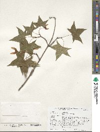 Acer truncatum image