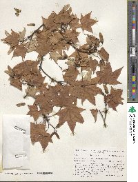 Acer truncatum image