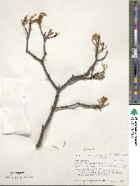 Acer truncatum image