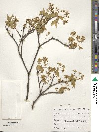 Acer truncatum image