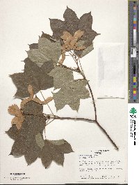 Acer truncatum image