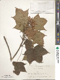 Acer truncatum image