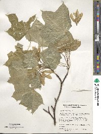 Acer truncatum image