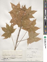 Acer truncatum image