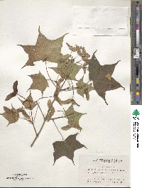 Acer truncatum image