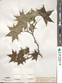 Acer truncatum image