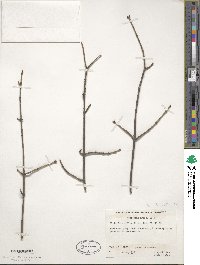 Acer truncatum image