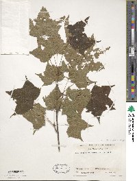 Acer truncatum image