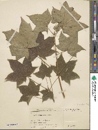 Acer truncatum image