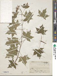 Acer truncatum image