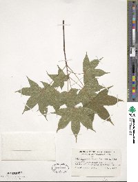 Acer truncatum image