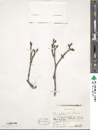 Acer truncatum image