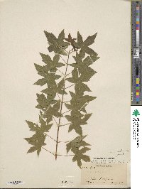 Acer pictum image