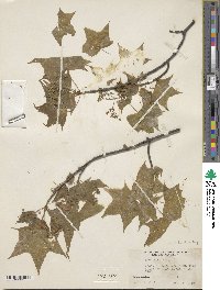 Acer truncatum image