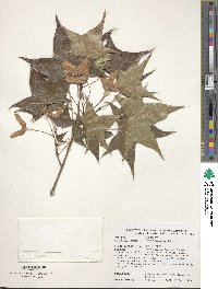 Acer truncatum image