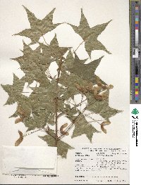 Acer truncatum image