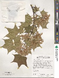 Acer truncatum image