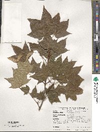 Acer truncatum image