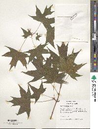 Acer truncatum image