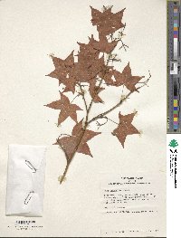 Acer truncatum image