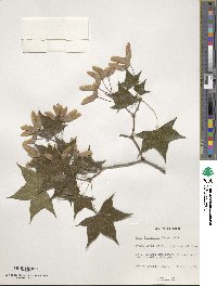 Acer truncatum image