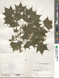 Acer truncatum image