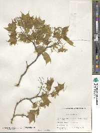 Acer truncatum image