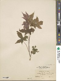 Acer truncatum image