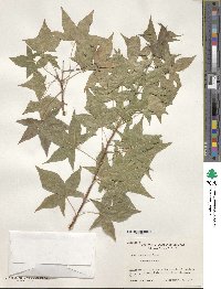 Acer truncatum image