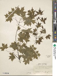 Acer truncatum image