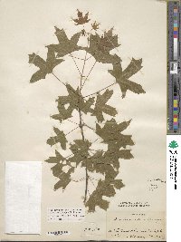 Acer truncatum image