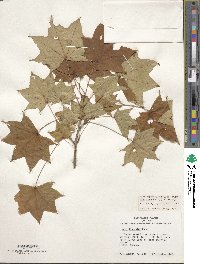 Acer truncatum image