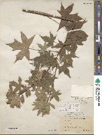 Acer truncatum image