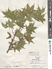 Acer truncatum image