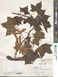 Acer truncatum image