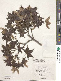 Acer truncatum image